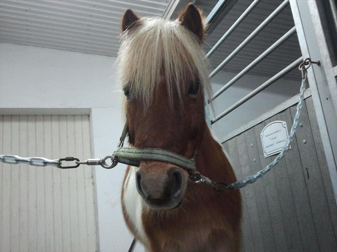 Shetlænder Little Star billede 6