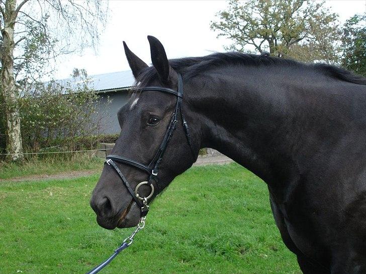 Oldenborg Lando Tisted billede 1