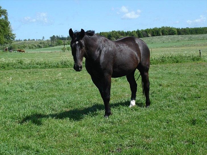 Oldenborg Lando Tisted billede 2