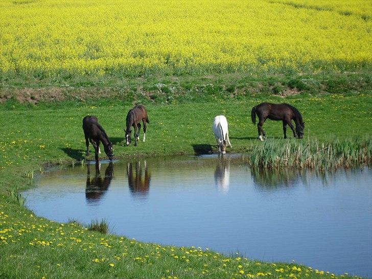 Oldenborg Lando Tisted billede 3