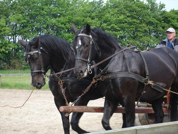 Oldenborg Lando Tisted billede 4