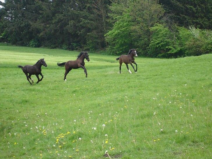 Oldenborg Lando Tisted billede 5