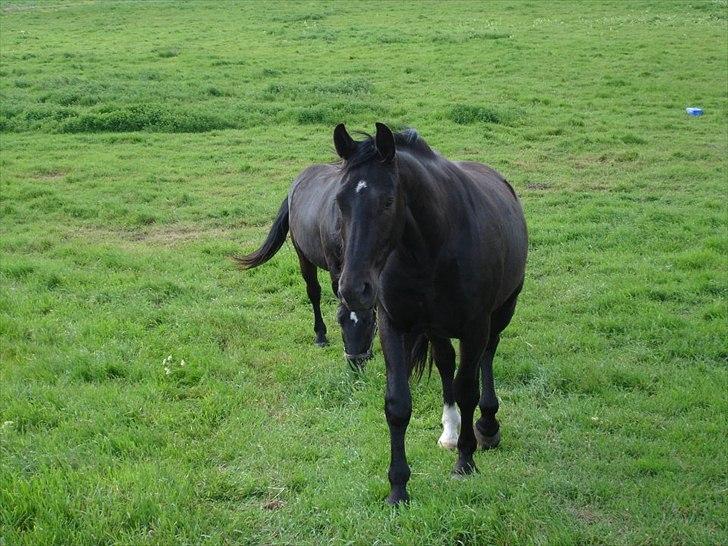 Oldenborg Lando Tisted billede 6