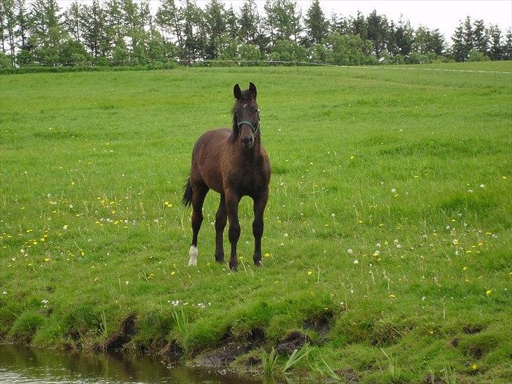 Oldenborg Lando Tisted billede 7