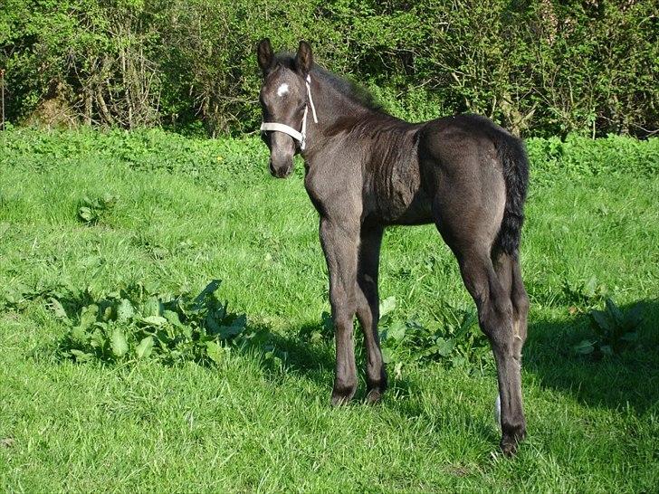 Oldenborg Lando Tisted billede 8