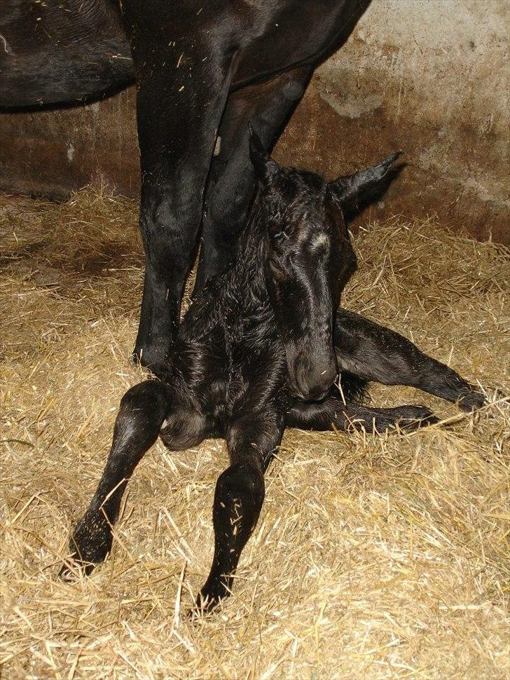 Oldenborg Lando Tisted billede 9