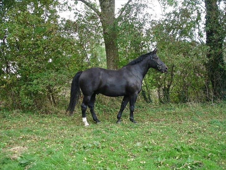 Oldenborg Lando Tisted billede 10