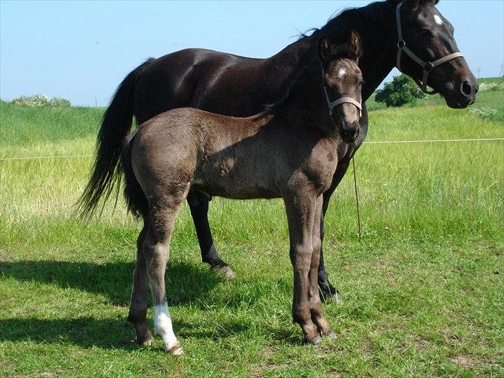 Oldenborg Lando Tisted billede 11