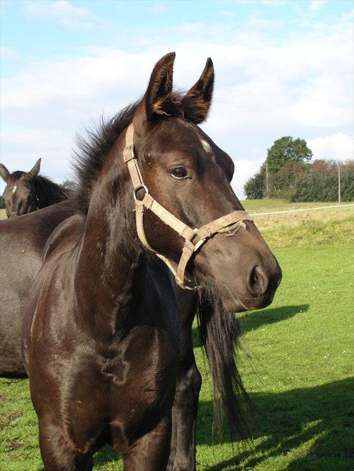 Oldenborg Lando Tisted billede 12