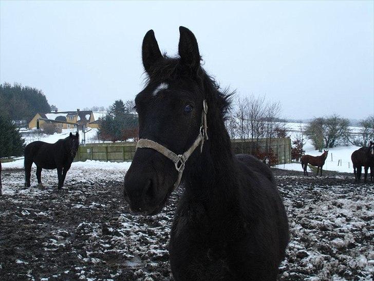 Oldenborg Lando Tisted billede 13