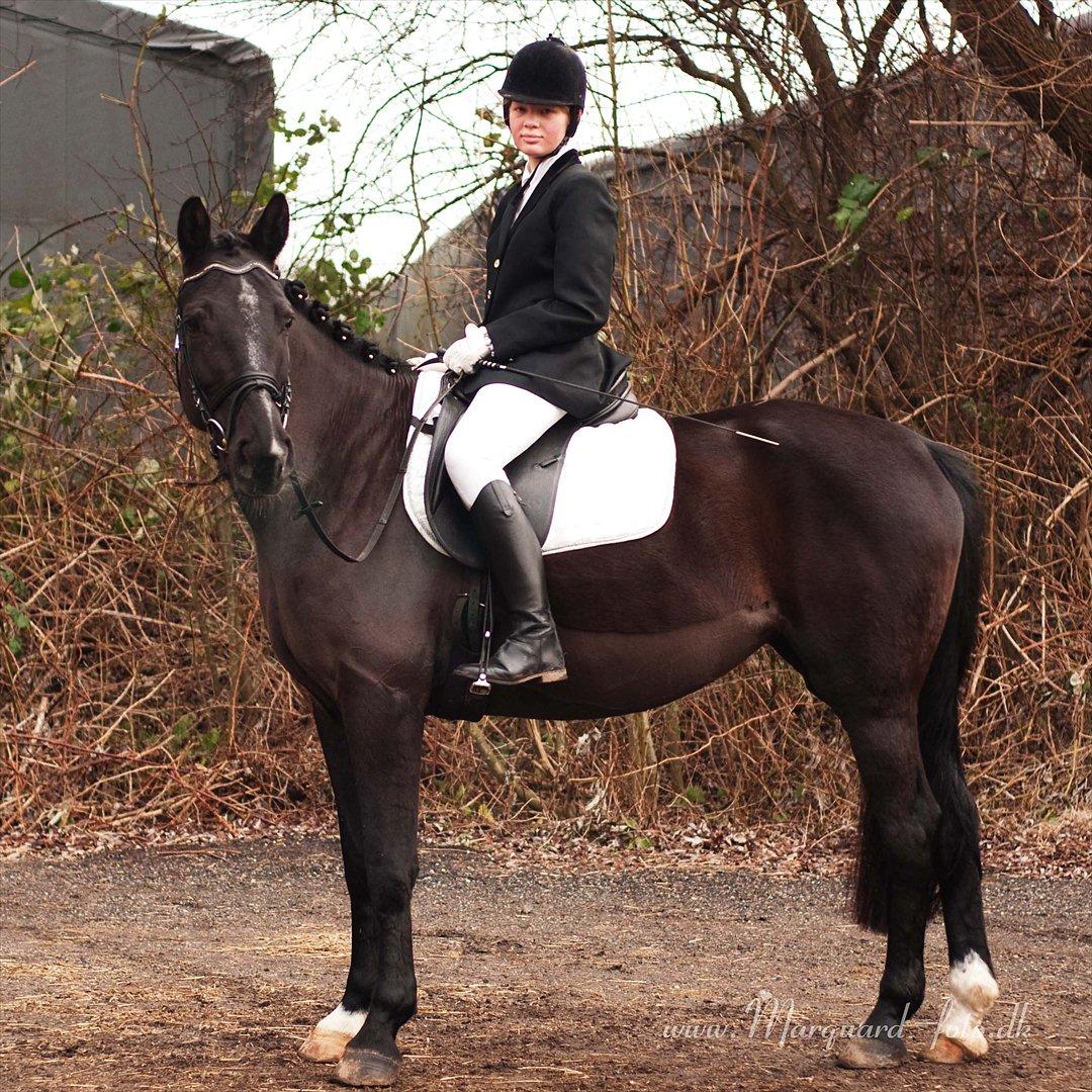 Dansk Varmblod Chanel - The neller mus <3 billede 6