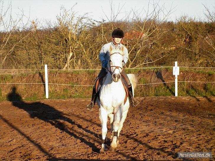 Anden særlig race | Silas <3. - Den der har viljen til at ville, har også evnen til at kunne..♥ | Foto: Stine Møller. billede 17