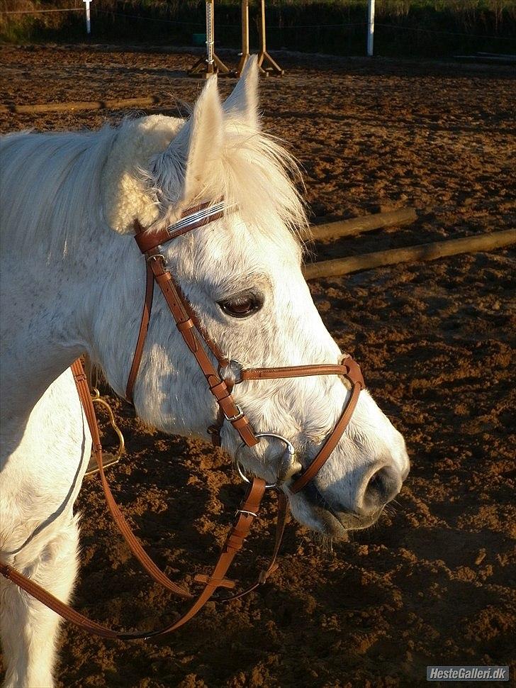 Anden særlig race | Silas <3. - Hver dig selv, det er der jo ingen andre der kan - du er unik ♥♥. | Foto: Stine Møller. billede 18
