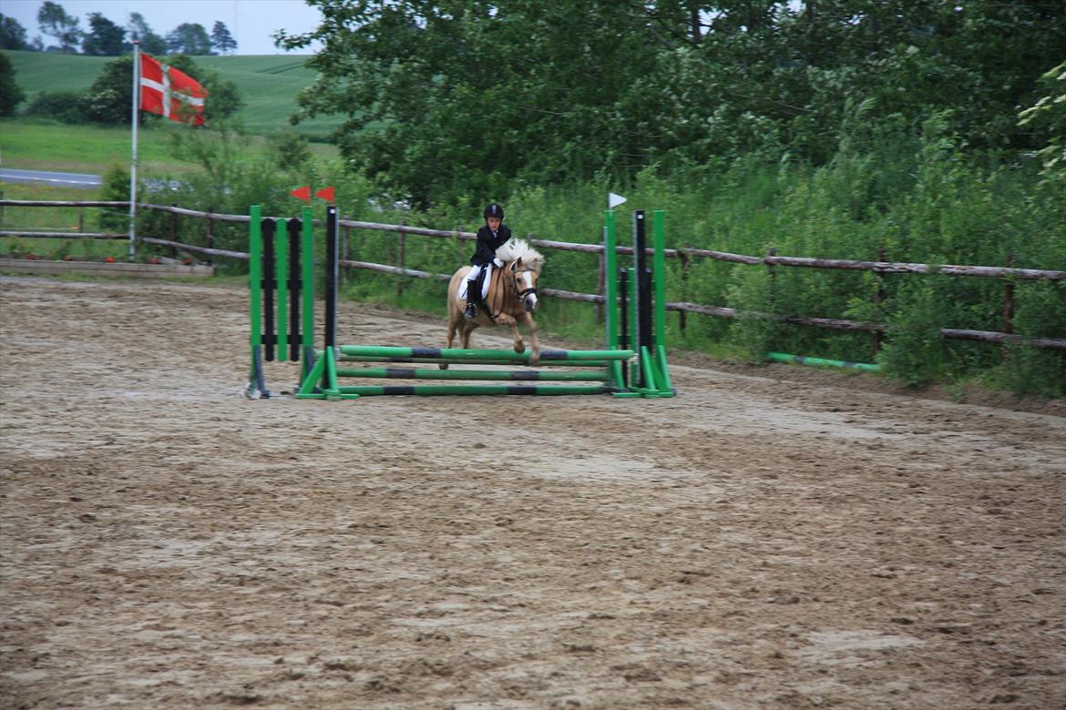 Palomino Kosmo (min egen)  (spring stjernen) - Kosmo du er min stjerne pony billede 9