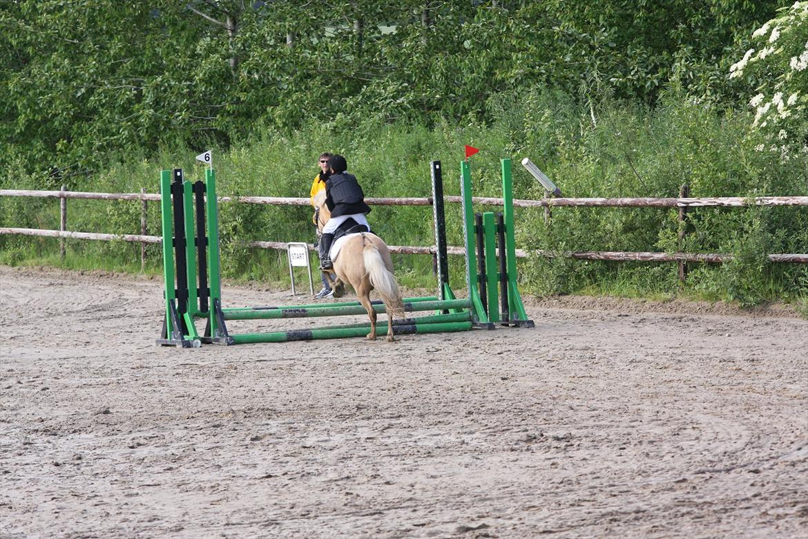 Palomino Kosmo (min egen)  (spring stjernen) billede 11