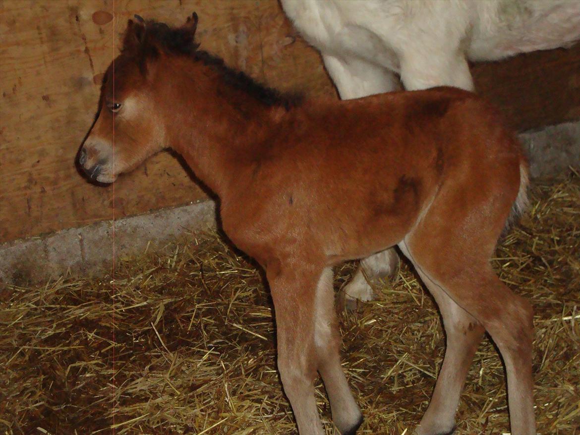 Anden særlig race Uniq Langesøe "Solgt" - Uniq Langesøe 12 timer gammel. billede 12