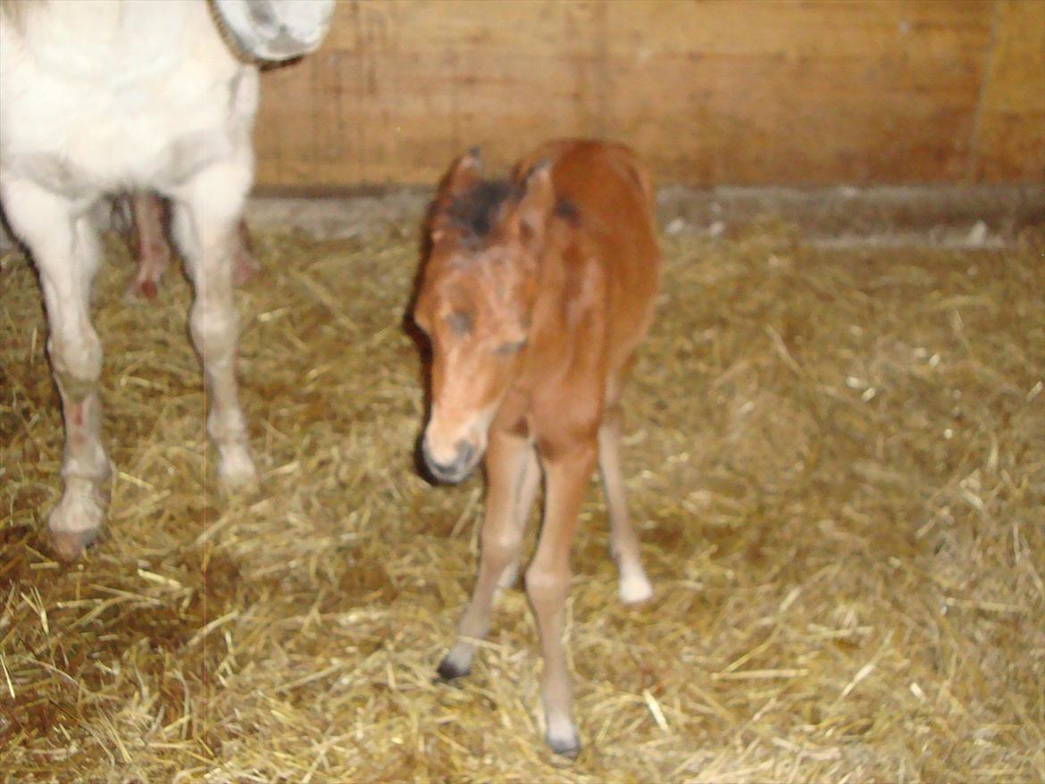 Anden særlig race Uniq Langesøe "Solgt" billede 13