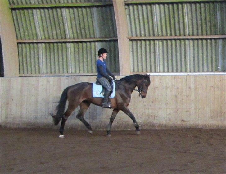 Dansk Varmblod Armanea Slot billede 3