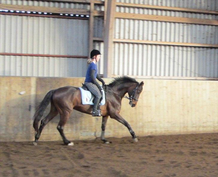 Dansk Varmblod Armanea Slot billede 4