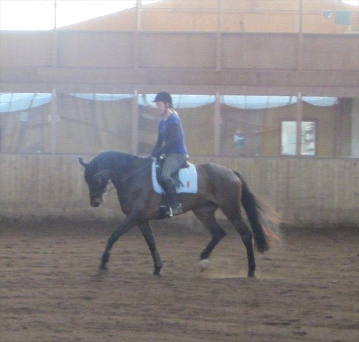 Dansk Varmblod Armanea Slot billede 5