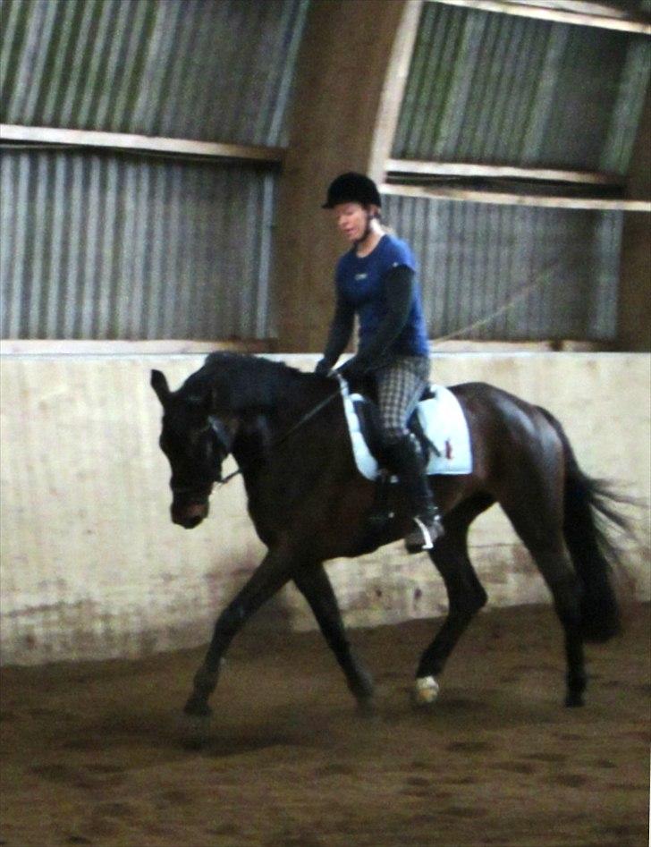 Dansk Varmblod Armanea Slot billede 6