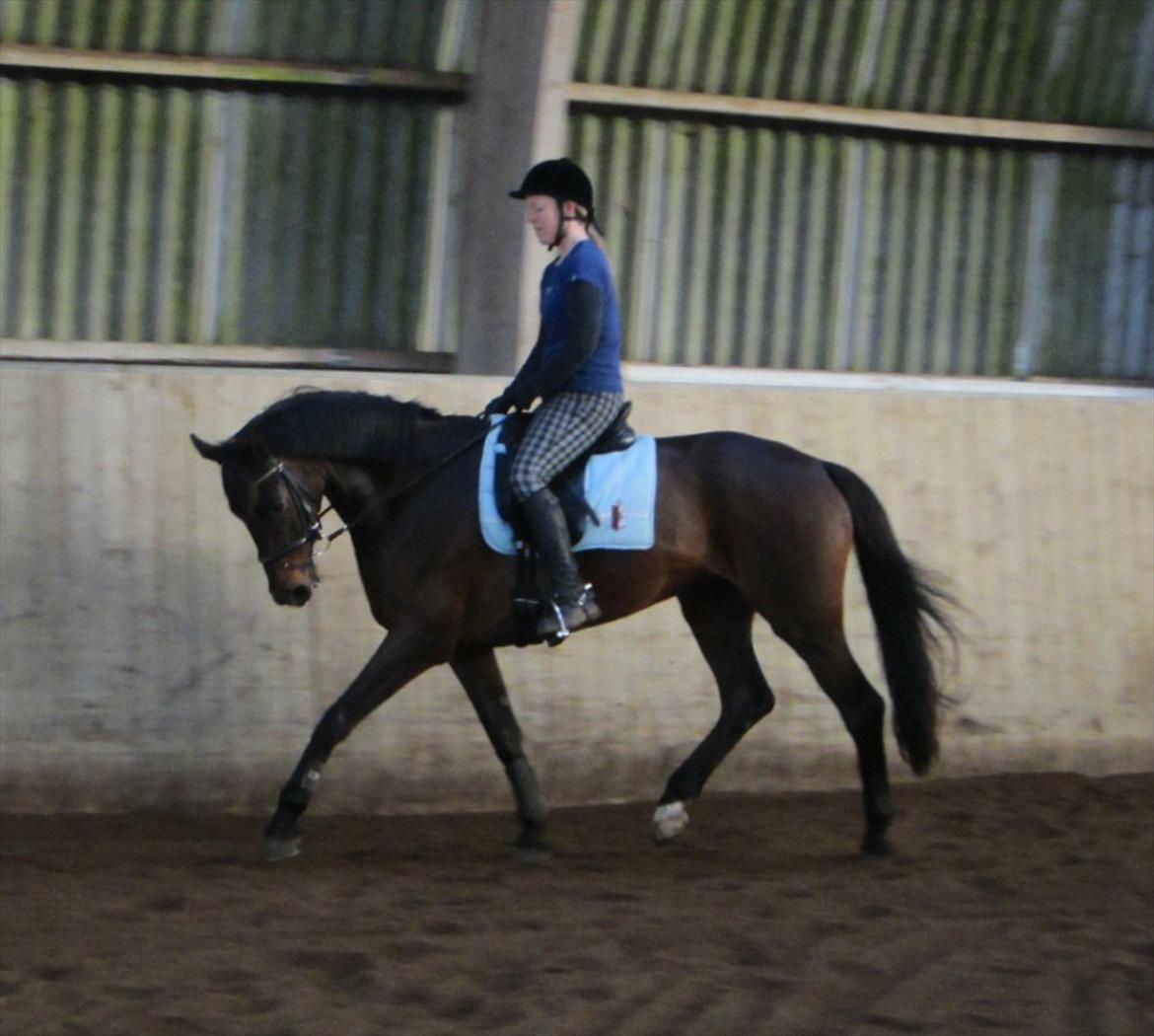 Dansk Varmblod Armanea Slot billede 7