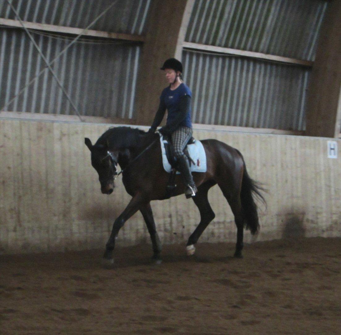 Dansk Varmblod Armanea Slot billede 8