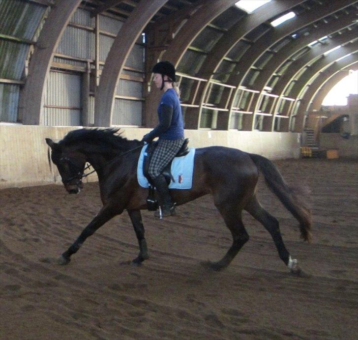 Dansk Varmblod Armanea Slot billede 9