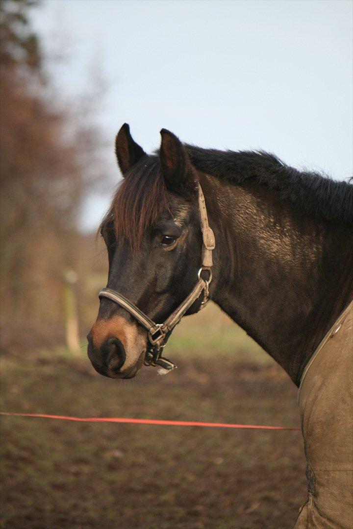 New Forest Nørregaardens Atos - Hos min moster d. 30. december, en dejlig vinter dag sammen med en dejlig dreng (:
-og som sævanlig er han fuld af mudder <3 billede 2