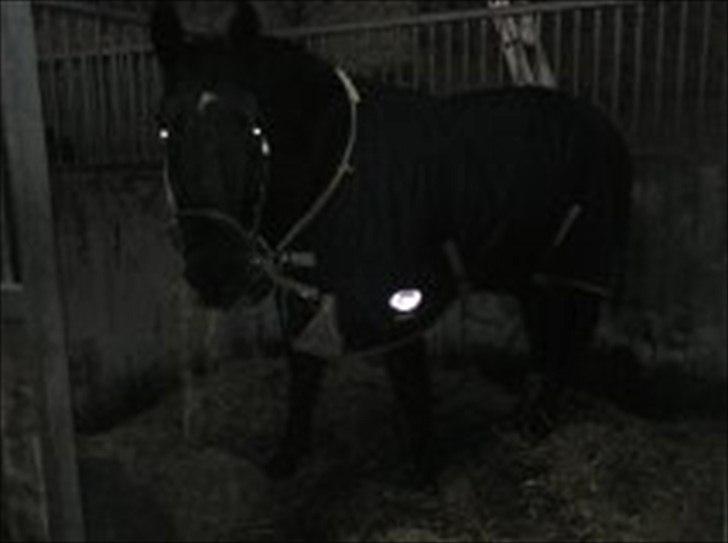 Oldenborg Lando Tisted - Her er Lando i sin nye boks med sit nye tøj på. Skal vi ikke bare sige jeg tager flere billeder til sommer?!? billede 14