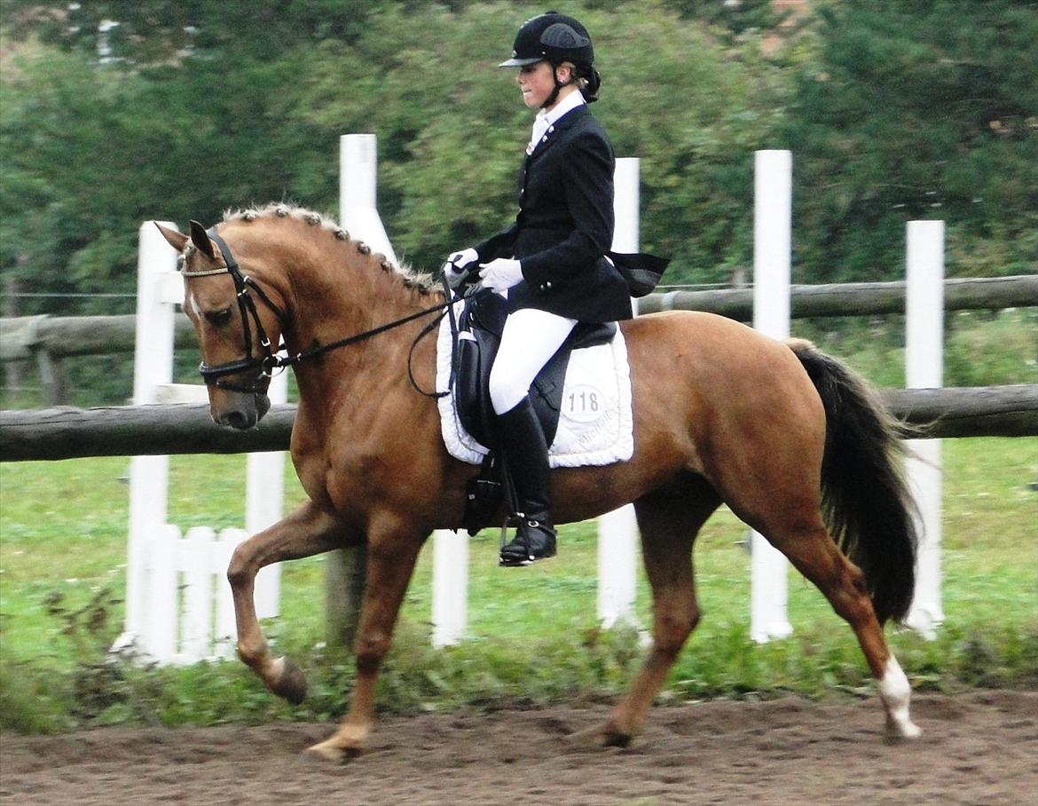 Anden særlig race Golden Star B-PONY billede 1