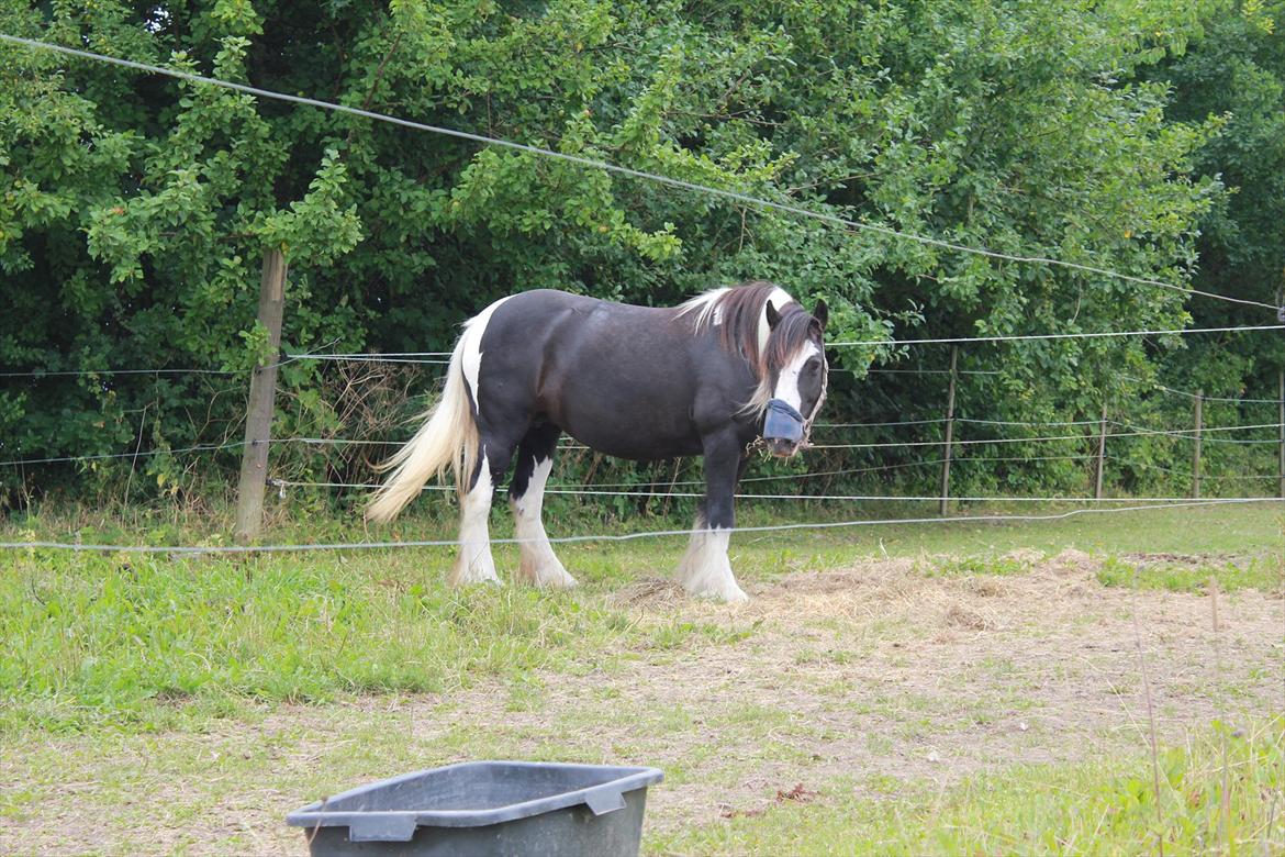 Irish Cob Ådalens Pocahontas billede 18