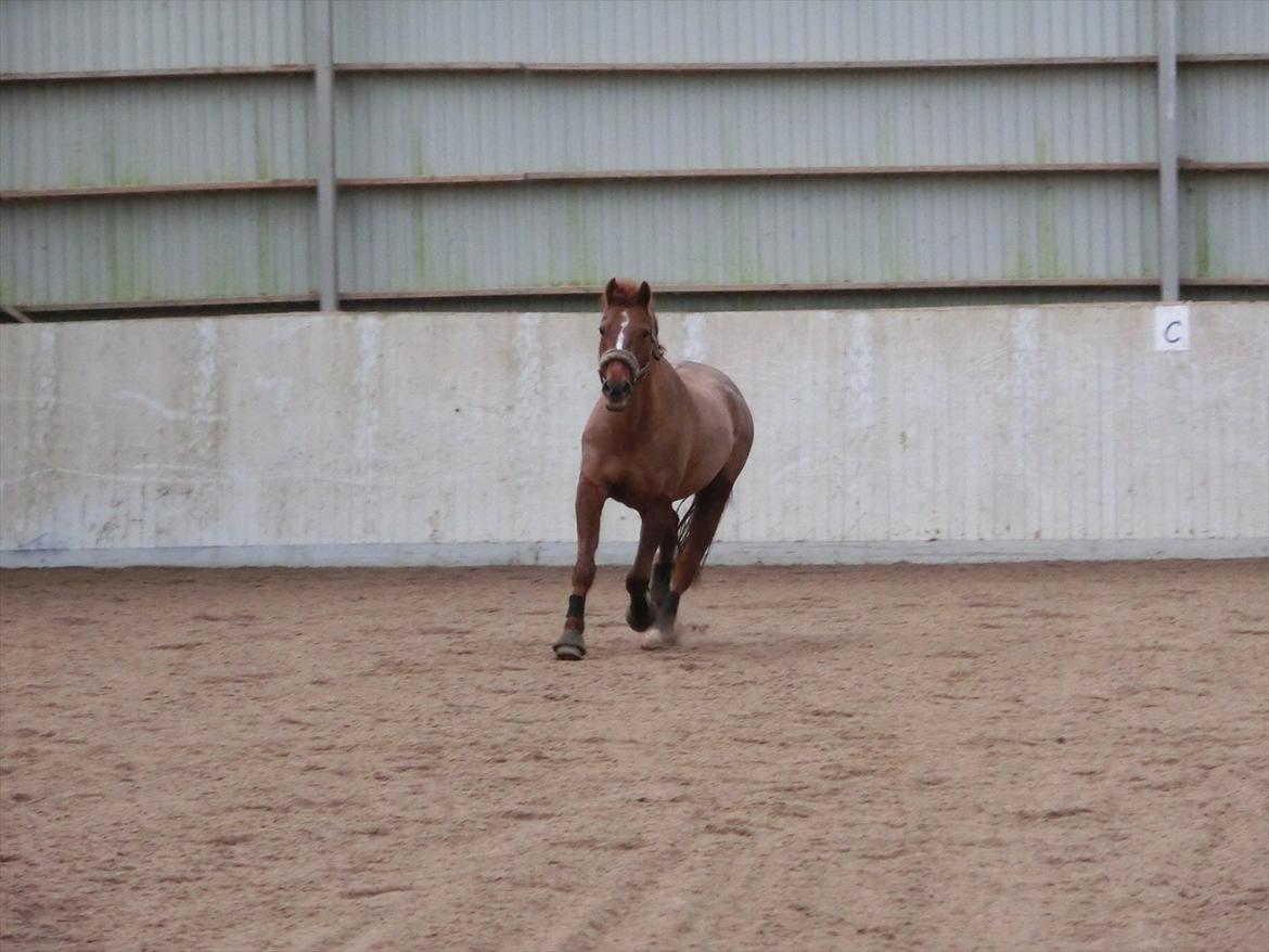 DSP Zoé Bredager - I ride hus. :) billede 11