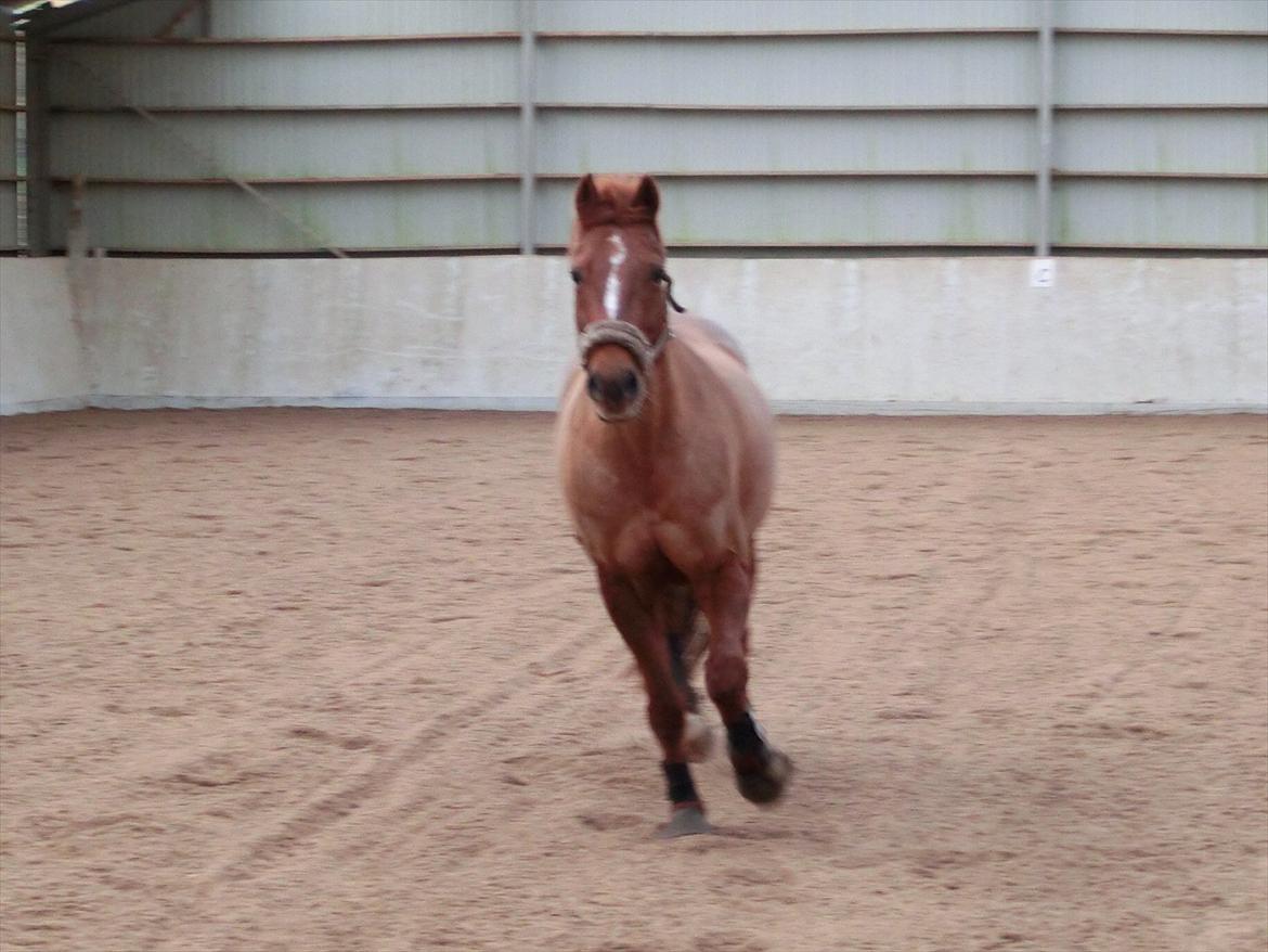 DSP Zoé Bredager billede 12