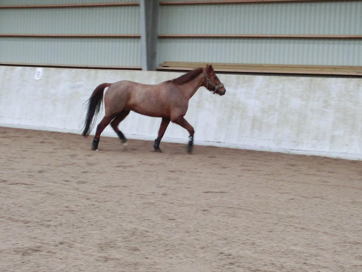 DSP Zoé Bredager billede 13