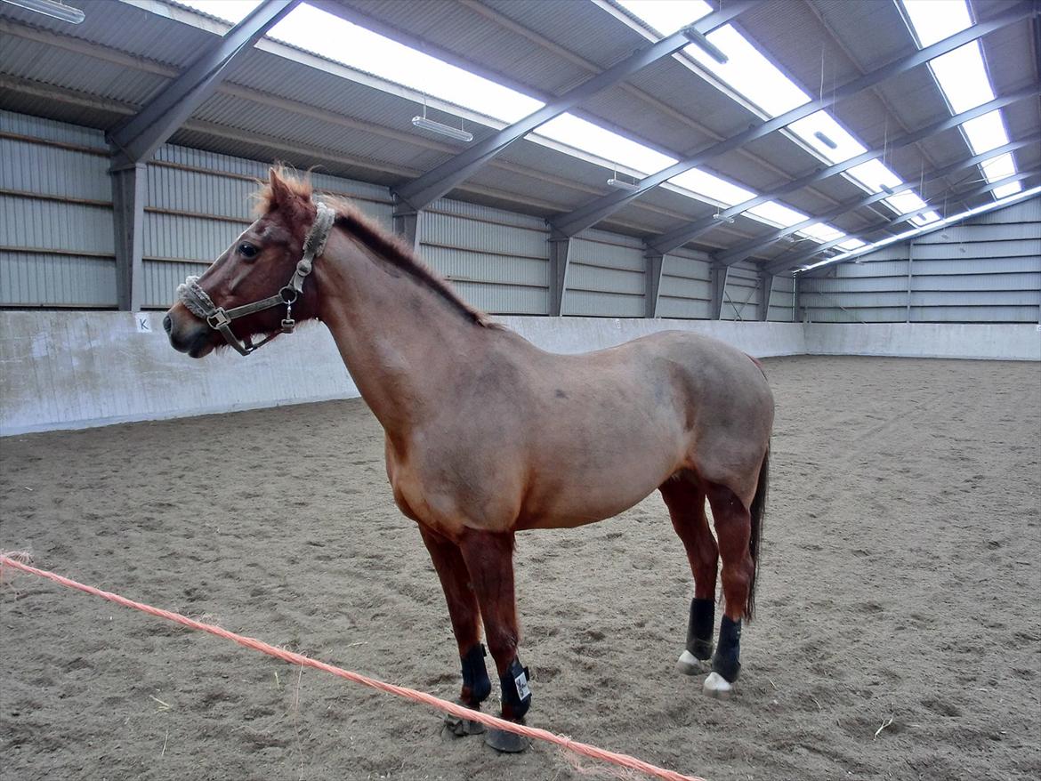 DSP Zoé Bredager billede 14