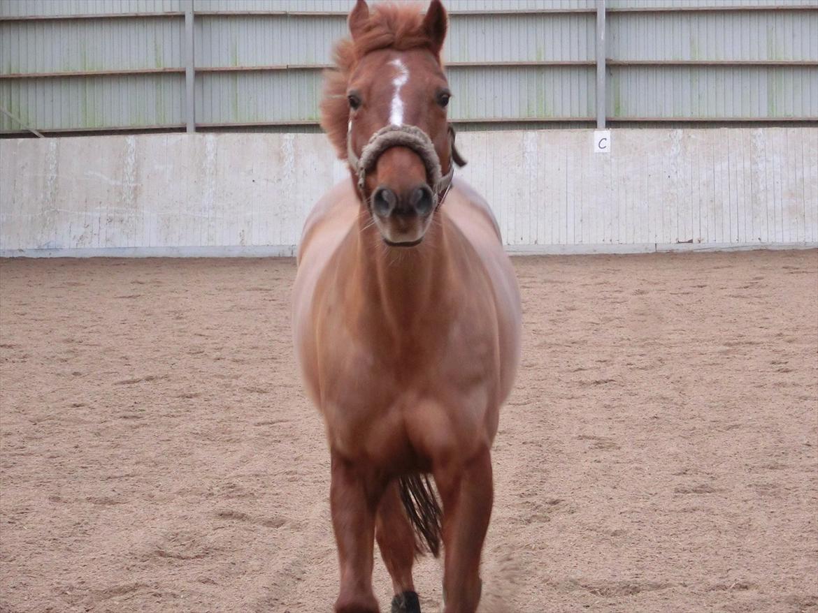 DSP Zoé Bredager billede 15