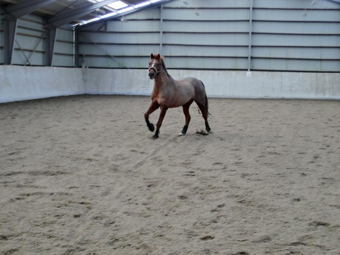 DSP Zoé Bredager billede 16