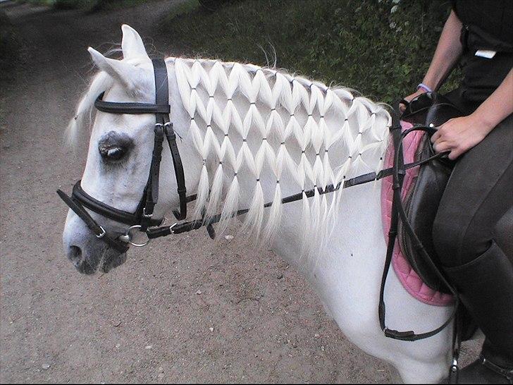 Anden særlig race Coco billede 12