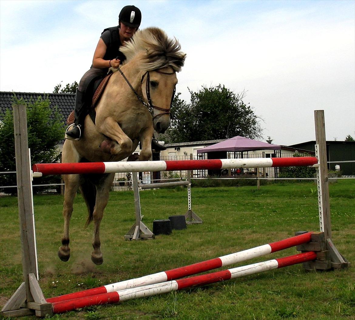 Fjordhest Royal Rasmus (Racerbilen) :-* - A true friend is someone who says nice things about you behind your back.<3 billede 5