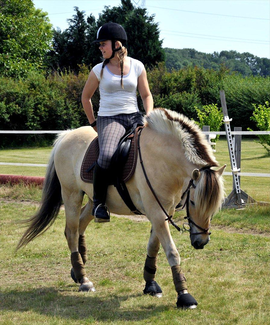 Fjordhest Royal Rasmus (Racerbilen) :-* - Jeg lukker mine øjne men jeg er ikke blind, jeg ser dig stadig.<3<3 billede 9