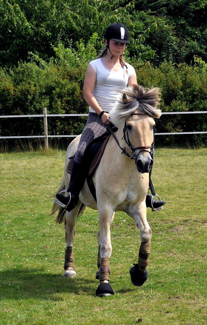 Fjordhest Royal Rasmus (Racerbilen) :-* - Får man ikke den man elsker, må man elske den man får! <3<3<3<3 billede 11