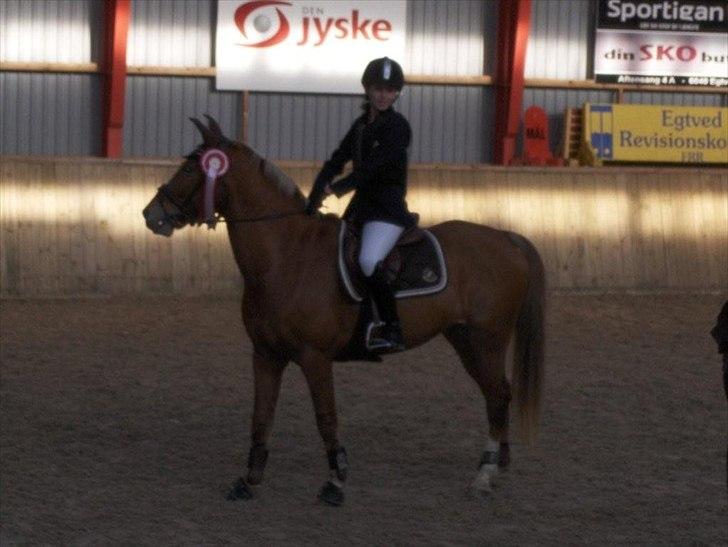 Anden særlig race Diablo (solgt)  - Vinder vores første LB. <3 billede 12