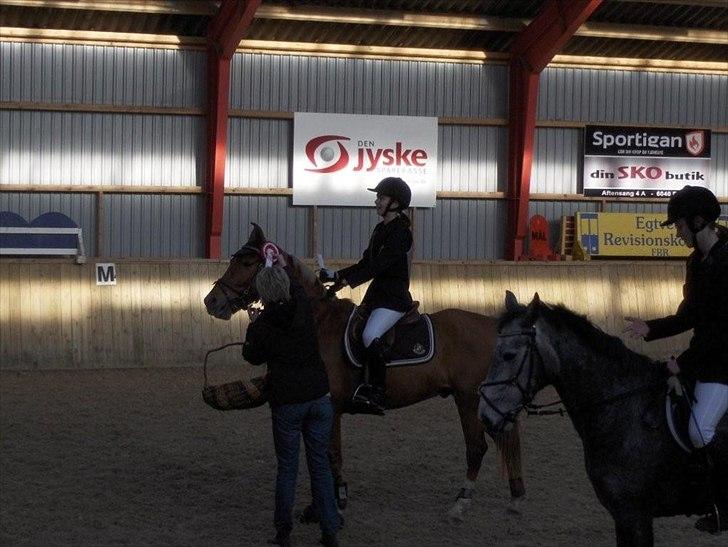 Anden særlig race Diablo (solgt)  - vinder LB <3 billede 13