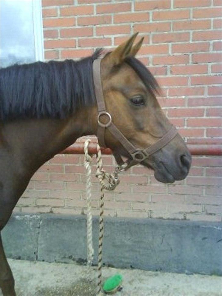 Welsh Pony (sec B) misty - dejlige misty<3 billede 13