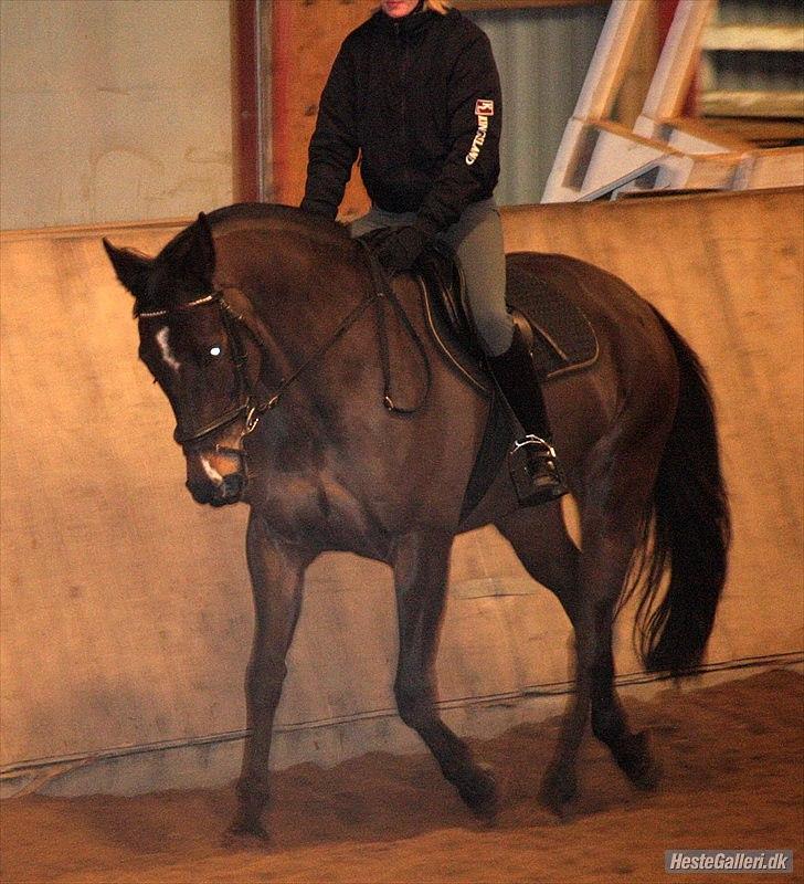 Hollandsk Varmblod KWPN Wichita - Taget af: Diana Klein
Fra den 20.01.2012 billede 14