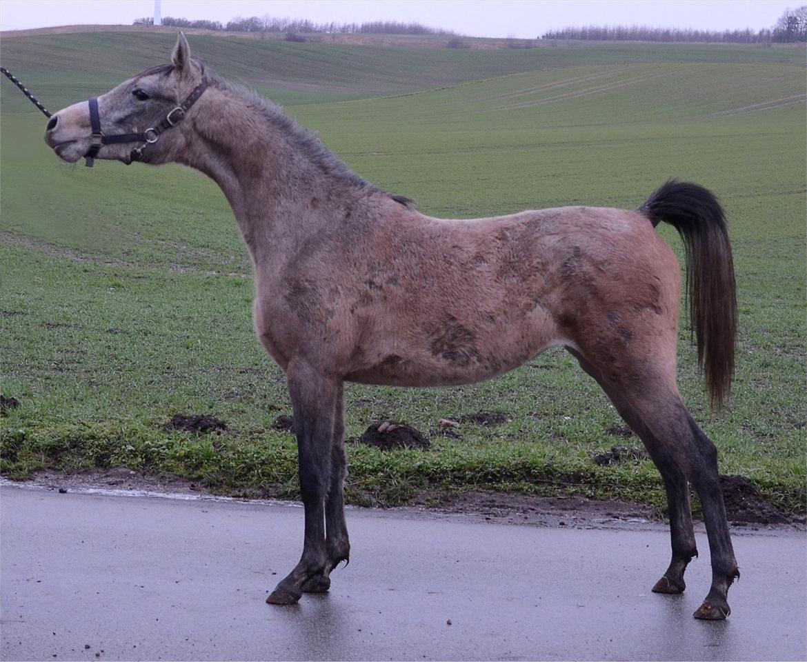 Arabisk fuldblod (OX) Farasha Bint Gazal - 20/1-2012 billede 9