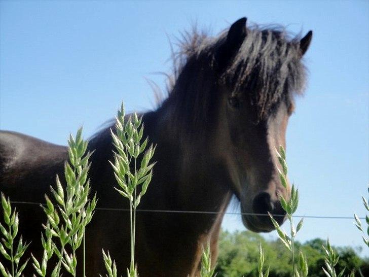 Islænder Ösp fra Vesterheden - 2011 billede 12