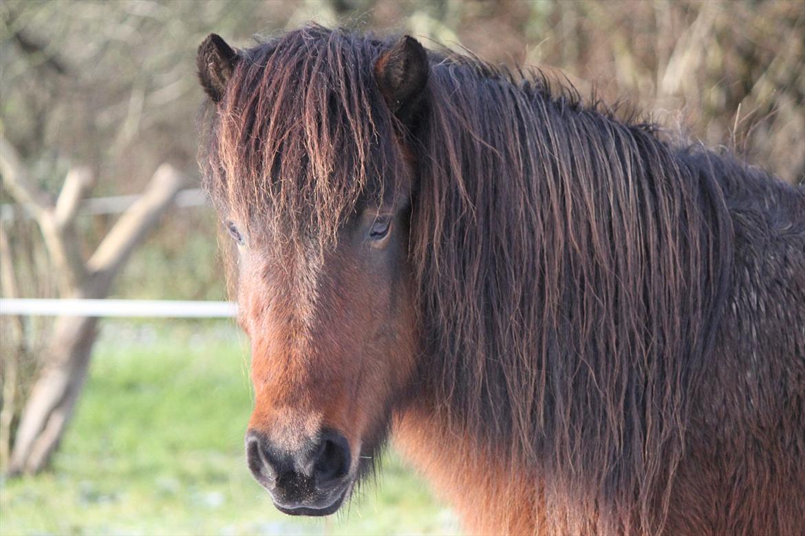Islænder Ösp fra Vesterheden - 2011 billede 16