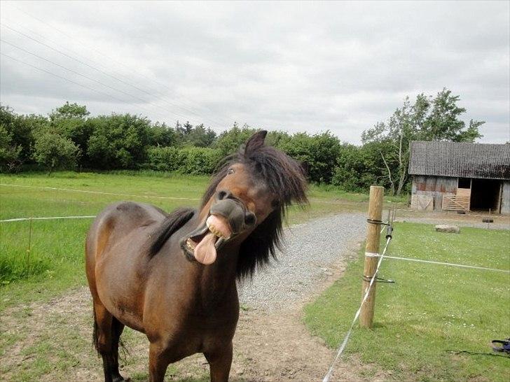 Islænder Ösp fra Vesterheden - 2011 billede 18